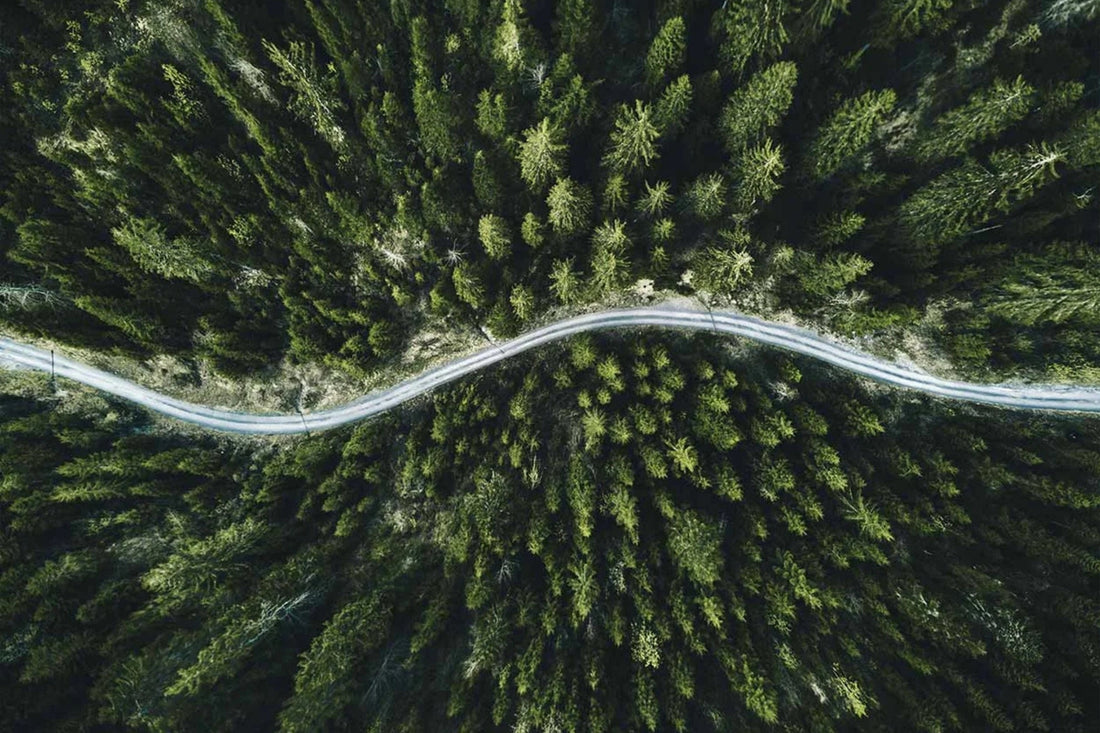 A drone image of pine trees with a road winding through them.