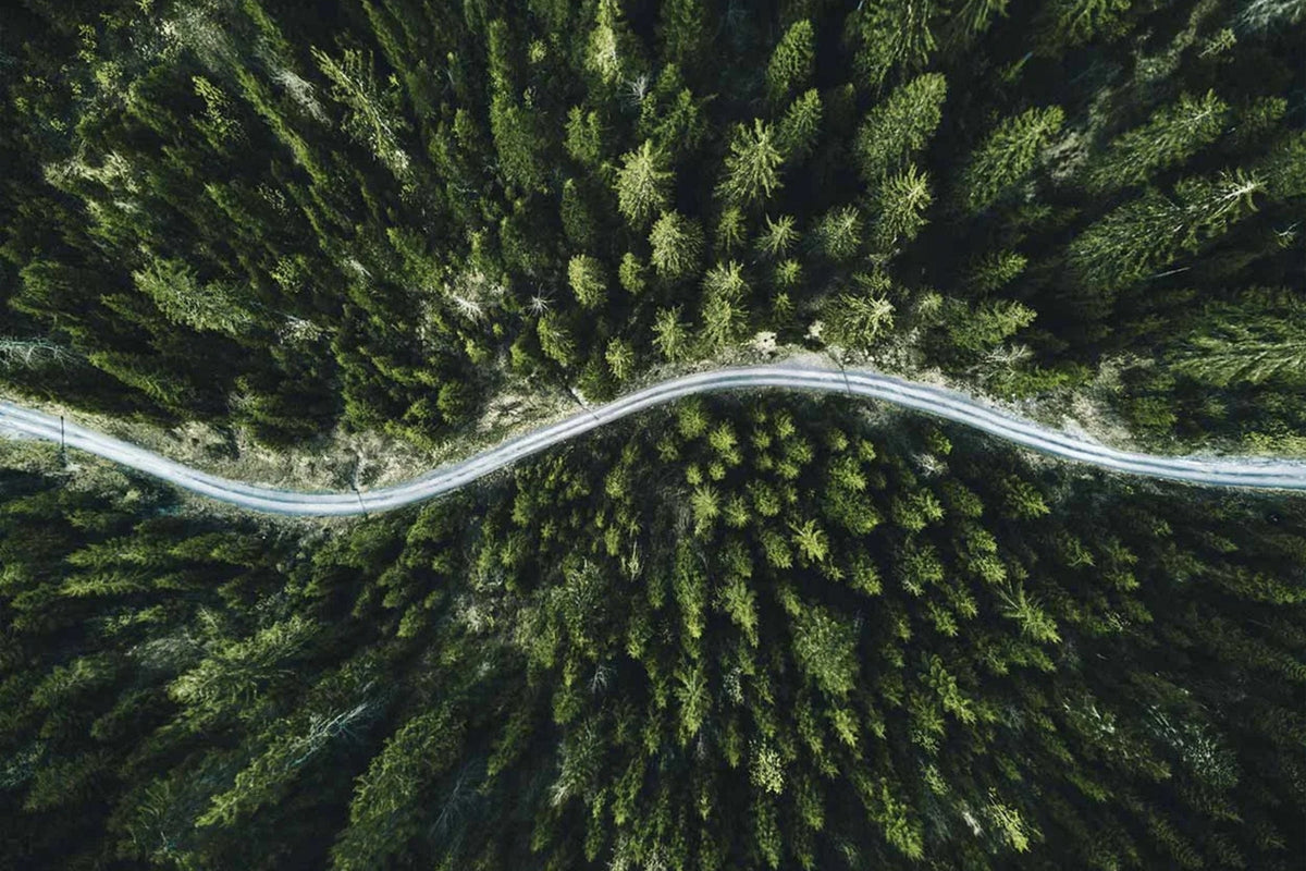 A drone image of pine trees with a road winding through them.