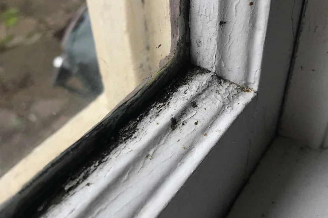 A window frame with mold where the wood meets the glass.