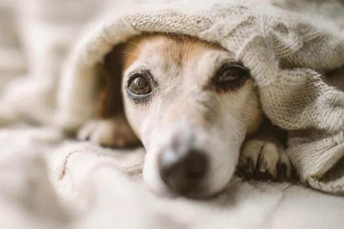 A dog snuggles under a blanket with it's face and front paws peaking out.